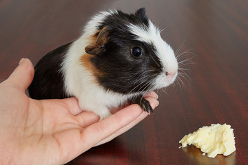 adorable american guinea pig tricolored with swirl on head