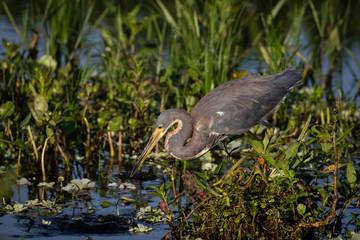 Tri-colored heron hunting for a meal at the edge of the marsh surrounded by flora