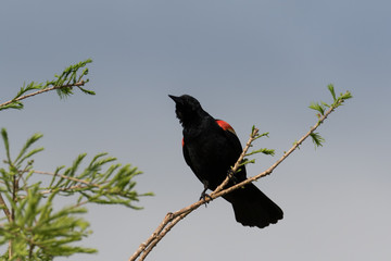 Male red-winged blackbird perched and singing on a branch against a pale blue sky