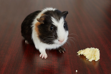 adorable american guinea pig tricolored with swirl on head