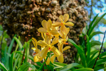 Beautiful yellow Orchid flower on the tree with nice bokeh background