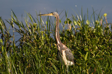 Tri-colored heron at the water's edge surrounded by marsh flora