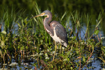 Tri-colored heron at the water's edge surrounded by marsh flora