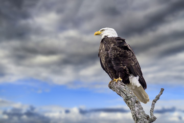 A bald eagle perches proudly against a blue sky with dark clouds approaching.