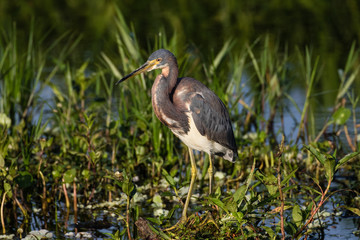 Tri-colored heron at the water's edge surrounded by marsh flora