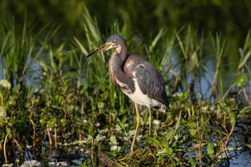 Tri-colored heron at the water's edge surrounded by marsh flora