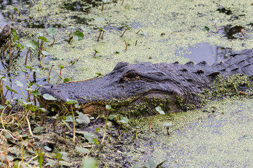 American alligator relaxing at the lake's shore
