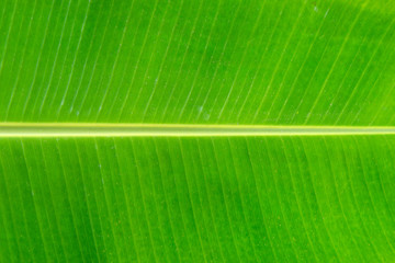 Fresh Green Banana Leaves abstract background