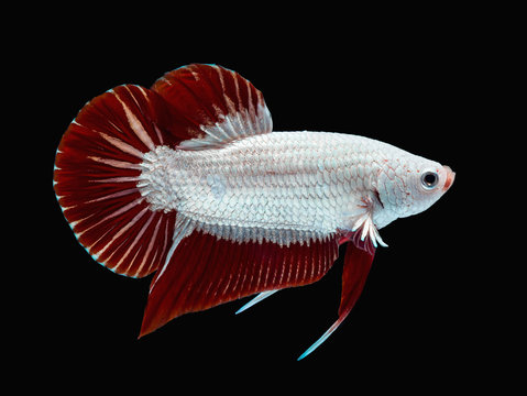 Beautiful betta splendens Halfmoon Red Dragon Siamese fighting fish, Macropodinae, Osphronemidae, red tail fin and white skin flakes on black background.