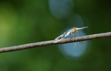 Looking up at a dramatic dragonfly resting on a power line.  Dragonflies eat insects and are a great controller of the mosquito population.