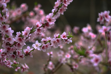 Beautiful peach blossom