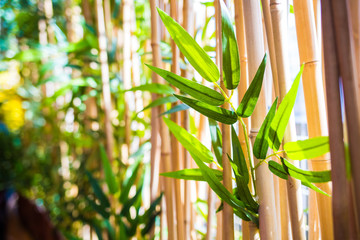 Young bamboo leafs in bamboo forest