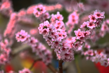 Beautiful peach blossom