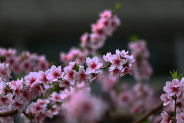 Beautiful peach blossom