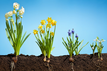 flowers on fertile soil