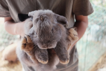 young boy holding bunny rabbit