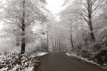Fototapeta premium A Road in White Forest, Mazandaran, Iran