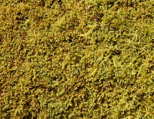 Detail of a clump of green sphagnum moss on a log