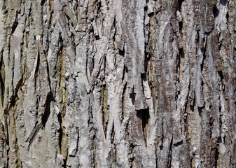 Scaly texture of a shagbark hickory tree trunk bark