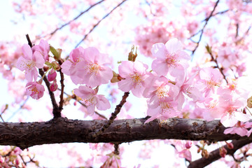 満開の河津桜