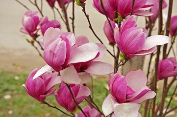 Magnolia flower blooming