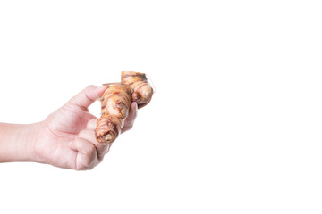 Hand holding dried greater galangal, an essential ingredient in Thai food and some herbal medicine