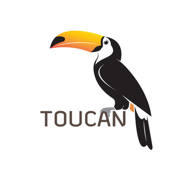 Vector of toucan birb design. Wild Animals.