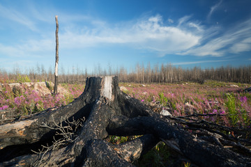 Landscape after a big forest fire in sweden, burnt stub and blooming fireweed, Epilobium angustifolium in the foreground
