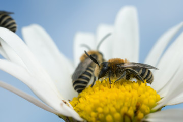 Plasterer bees, Colletes on oxeye daisy