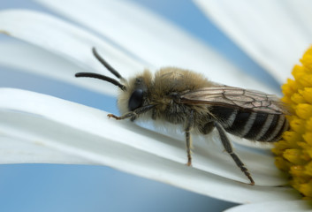 Plasterer bee, Colletes on oxeye daisy
