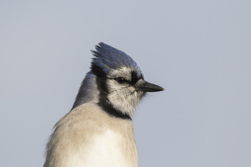 Blue jay portrait