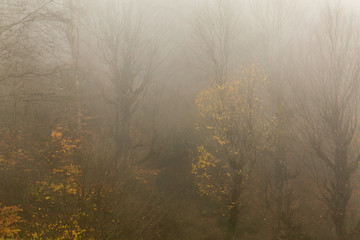 Obraz premium Autumn Fog in Filband, Mazandaran, Iran