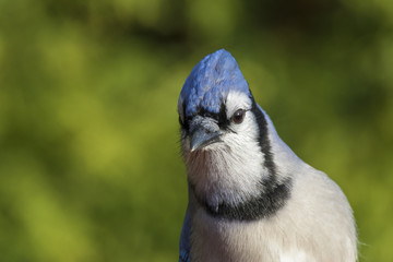Blue jay portrait