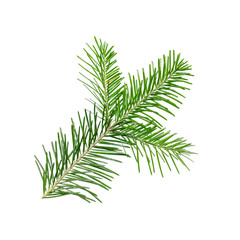 Spruce or Fir Branch Isolated on White