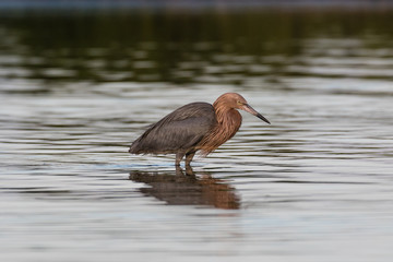 Reddish egret dancing and wading through the lagoon in search of a meal