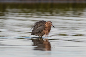 Reddish egret with ruffled feathers standing in the shallow waters of the lagoon