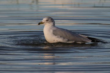 Bathing herring gull in the shallow water of the lagoon
