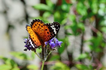 Fototapeta na wymiar Butterfly from the Taiwan (Argyreus hyperbius) Parked on lavender, Feige leopard butterfly (female).