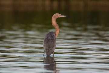 Reddish egret dancing and wading through the lagoon in search of a meal