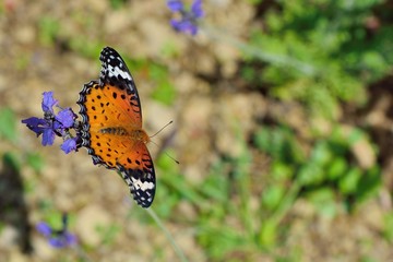 Butterfly from the Taiwan (Argyreus hyperbius) Parked on lavender, Feige leopard butterfly (female).