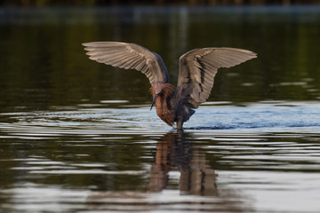Reddish egret dancing and wading through the lagoon in search of a meal