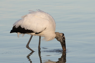 Wood stork wading and feeding in the shallow waters of the lagoon