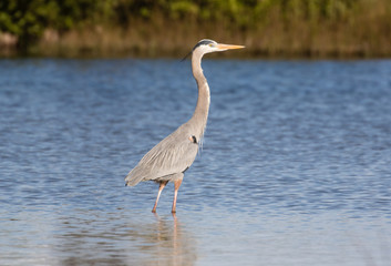 Great blue heron wading in the shallow waters of the lagoon