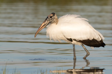 Wood stork wading and feeding in the shallow waters of the lagoon
