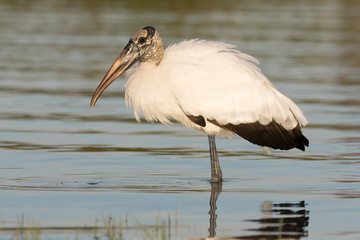 Wood stork wading and feeding in the shallow waters of the lagoon