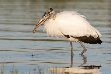 Wood stork wading and feeding in the shallow waters of the lagoon