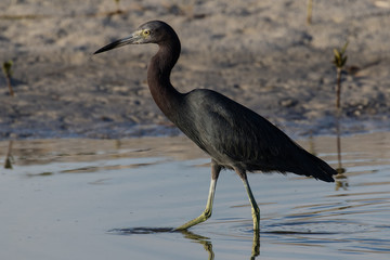 Little blue heron wading in the shallow water of the lagoon