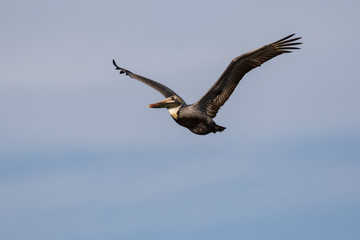 Brown pelican in flight against a blue sky
