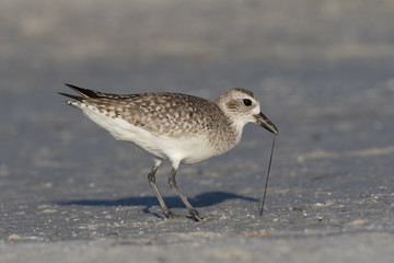 Grey plover finding a meal along the lagoon shore