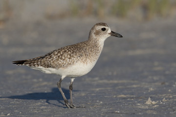 Grey plover finding a meal along the lagoon shore